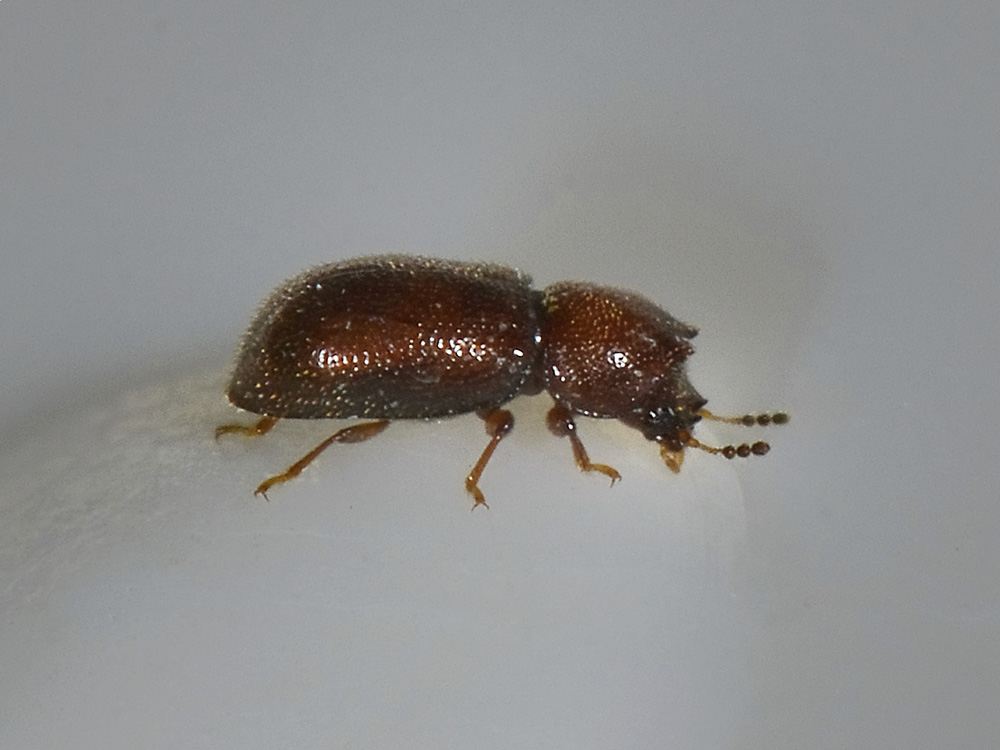 cfr. Ennearthron cornutum - Ciidae